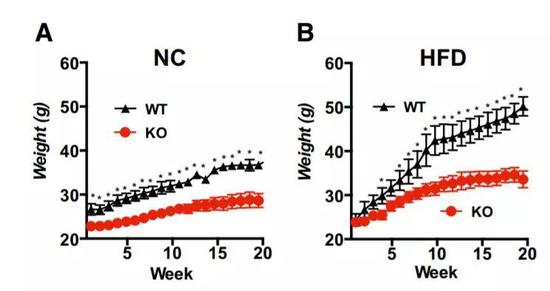 ▲无论是普通食物（左）还是高脂肪食物（右），敲除Rcan1基因的小鼠（红色）都吃不胖（图片来源：参考资料[1]）