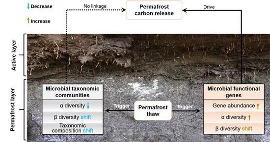 图5 冻土融化引起的微生物多样性变化及其与土壤碳释放的关联 （绘图：刘富庭）