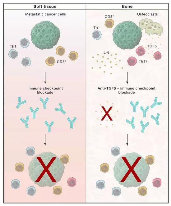 ▲在特定情况下，添加针对TGF-β的药物，可以让免疫疗法更有效（图片来源：参考资料[2]）