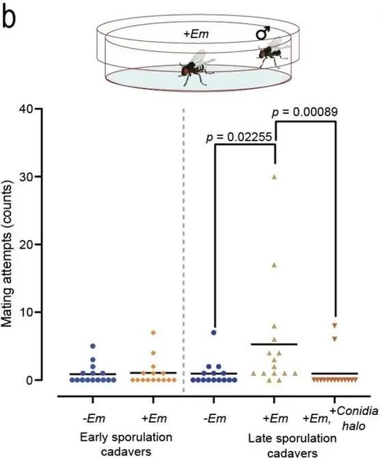 一只雄蝇和一只雌蝇的尸体独处时，雄蝇的尝试交配次数；-Em为未感染真菌，+Em为感染真菌；虚线左侧为雌蝇死亡3~8小时，右侧为雌蝇死亡26~28小时（图片来源：原论文）
