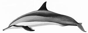 长吻飞旋海豚（Stenella longirostris）图片来源：FAO