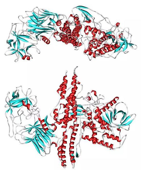 A型肉毒素的蛋白质结构（图片来源：Wikipedia）