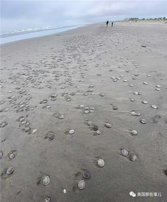 这些被潮水冲上岸后死亡的生物,名叫沙币(sanddollar),又译为沙钱.
