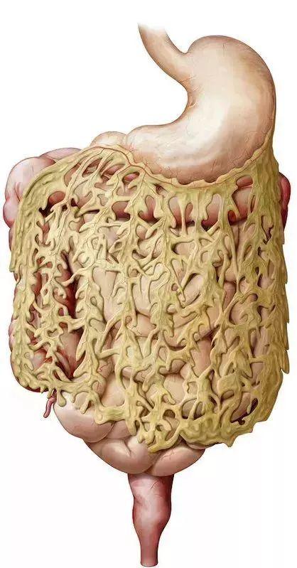 大网膜（黄色）。网膜包括小网膜，大网膜和网膜囊。
