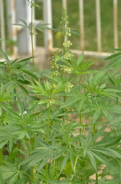 这些植物如此美丽 人类却让它们结出了罪恶的果实 这些植物 罪恶的果实 人类 新浪科技 新浪网 这些植物如此美丽 人类却让它们结出了罪恶的果实 这些植物 罪恶的果实 人类 新浪科技 新浪网