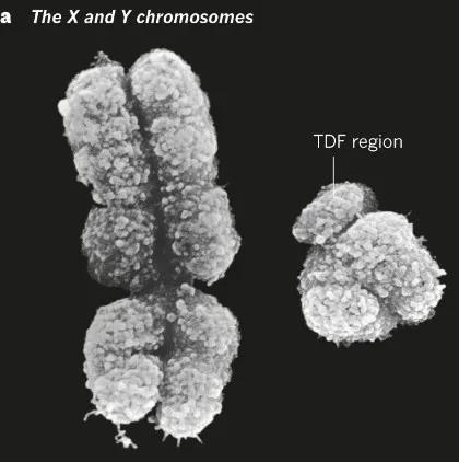 X染色体（左）和Y染色体（右）