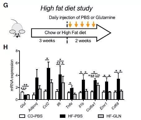 ▲给高脂饮食的肥胖小鼠注射谷氨酰胺后，致炎因子的表达量下降（图片来源：参考资料[1]）
