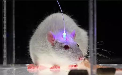 用光在小鼠脑中产生虚假记忆（图片来源于： http://thepsychreport.com/wp-content/uploads/2014/06/lab_land_rat_520.jpg）