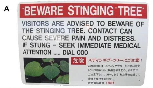 在昆士兰可以看到路边的警告标志：“刺树会导致严重的疼痛，被刺后请马上寻求医疗援助”。图片来源：（DOI）10.1126/sciadv.abb8828