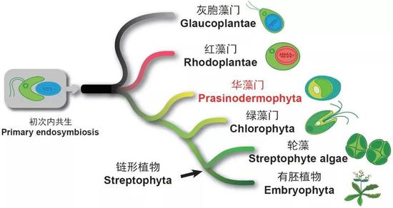 新发现的华藻门是绿色植物中最早分化出来的