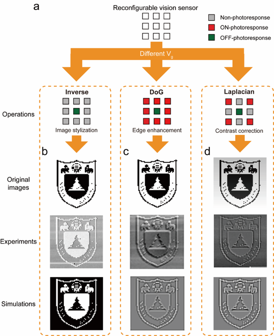 图 2。 可重构的视网膜形态芯片及其不同的图像信息处理方式。（a）背栅独立控制的可重构视觉传感器阵列示意图；利用传感器阵列对南京大学校徽图片进行（b）图像风格化（c）边缘增强（d）强度校正处理，所处理后的图片信息和采用相同卷积核的模拟结果一致。
