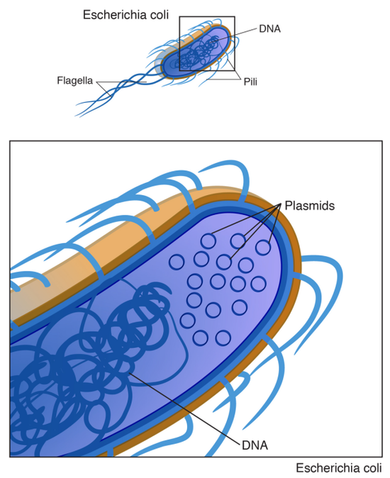 图6。 质粒 　　（来源：https：//www.genome.gov/genetics-glossary/Plasmid）