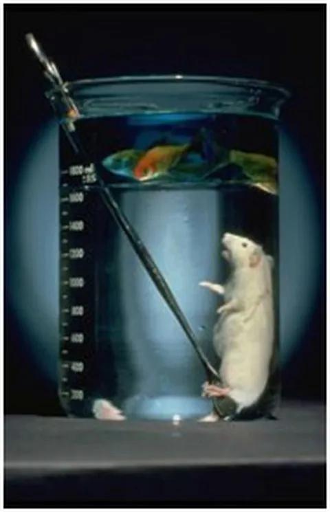 金鱼在上层水中游动，小鼠在下层氟碳化合物液体中正常呼吸 | 图源：AnaesthesiaUK