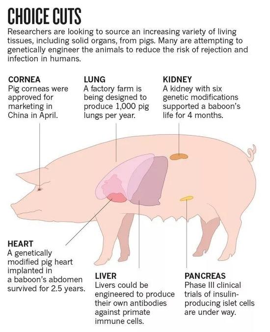 异种器官移植（图源：nature）