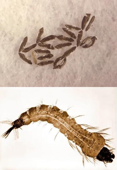 蚊子这么讨厌,有办法让它们断子绝孙吗?|蚊子|杀虫剂|新冠肺炎_新浪科技_新浪网