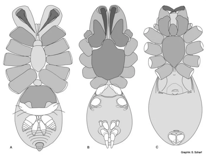 蜘蛛獠牙及腹部的纺器。图片来源：Graphik：S.Scharf