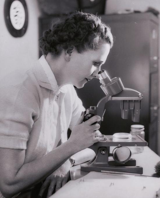 海洋生物学家和保护主义者Rachel Carson，1962年。