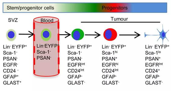 ▲&nbsp;不同階段神經干細胞的特點[1]