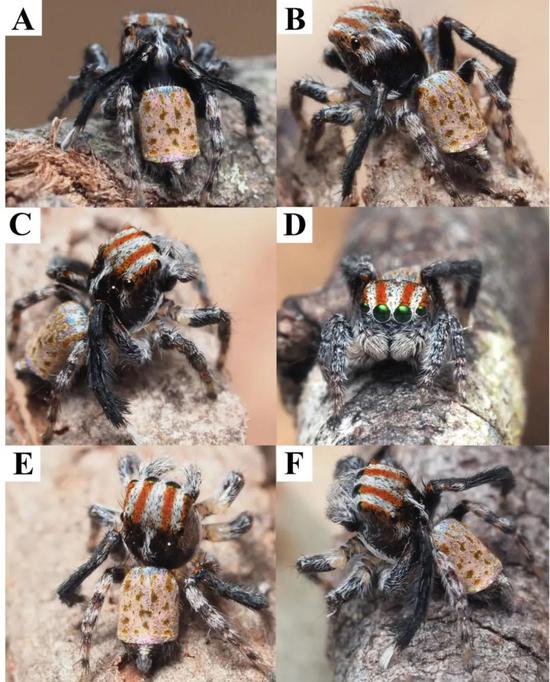 　　Maratus suae