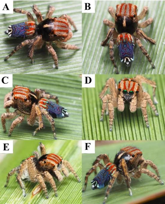 Maratus azureus