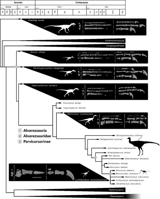  在系统演化树上呈现的阿尔瓦雷斯龙类前肢演化和体型演化历程。（图片来源：秦子川）