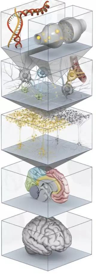 图2。 人脑计划要把从离子通道到全脑的所有知识都整合在一个模型之中。图中从上到下显示的是脑的各个层次：生物大分子层次、细胞层次、回路层次、区域层次和全脑层次。马克拉姆已经在超级计算机“蓝色基因”上仿真了最前面的三个层次，现在他想进一步仿真最后两个层次。[11]