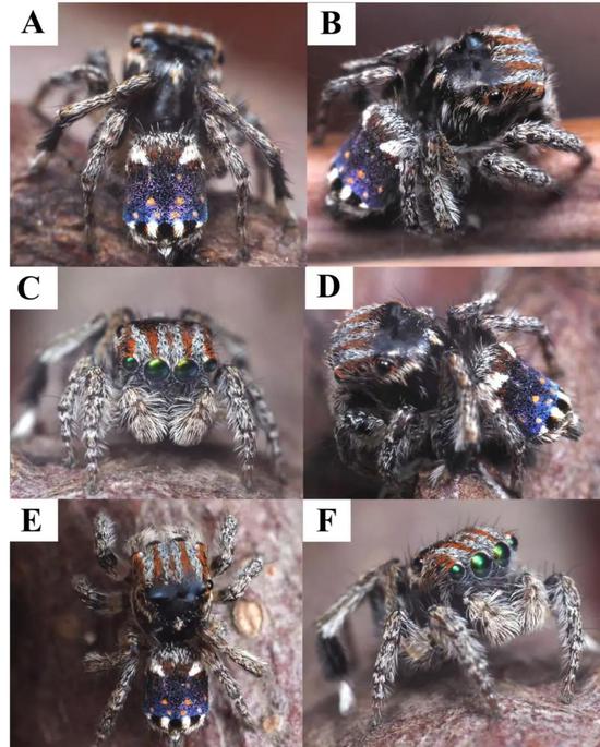 　Maratus constellatus