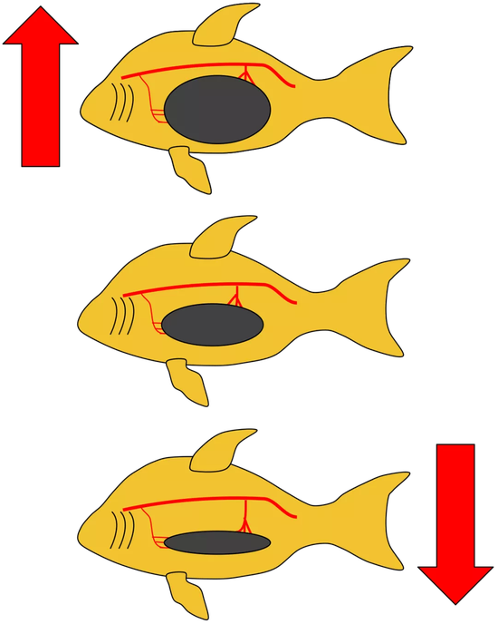 鱼鳔结构图片