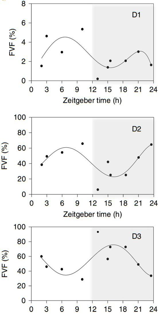 D1、D2与D3纤维具有相反的昼夜节律
