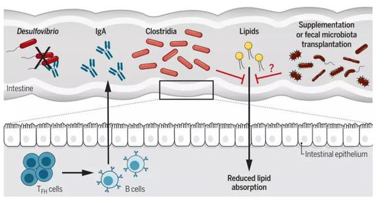 ▲免疫系统通过影响肠道菌群，调控小鼠的代谢与肥胖（图片来源：参考资料[2]）