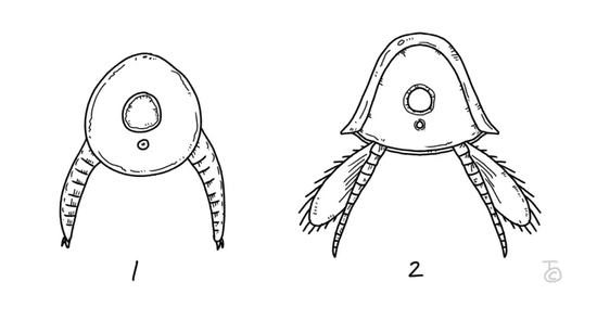 1 叶足（微网虫），2 双肢型分节附肢（麒麟虾）图片来源：谭超