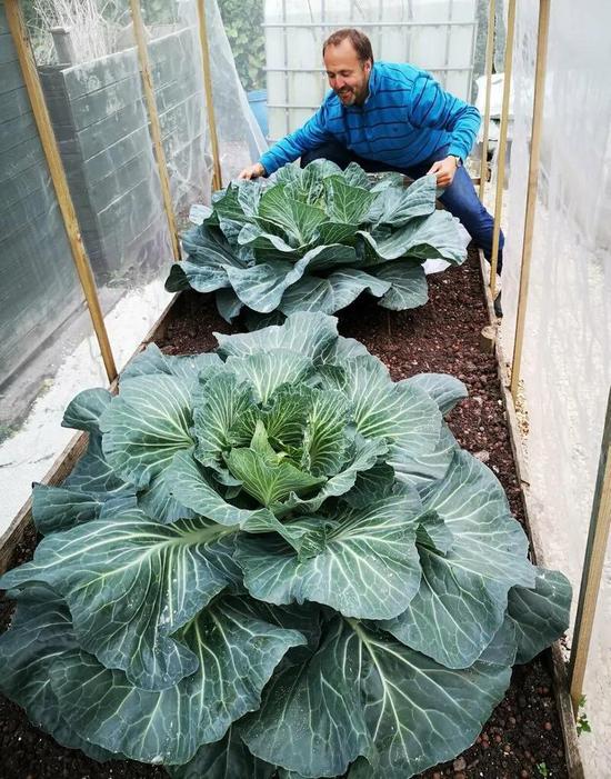 福迪本人也是一个巨型蔬菜种植者