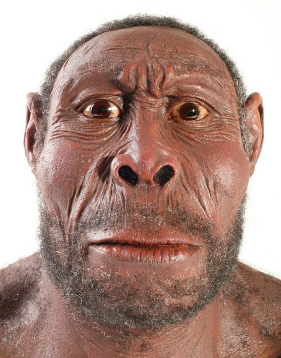 直立人的头骨化石直立人复原图,眉脊明显早期智人的眉脊骨更加突出