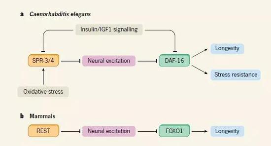  ▲在线虫和哺乳动物中，神经兴奋性调节寿命的机制示意图（图片来源：参考资料[2]）
