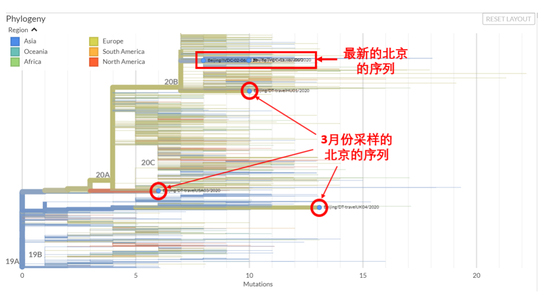 图1 全球新冠病毒家族树谱。上图以取样时间为横坐标,下图以突变的数目为横坐标。