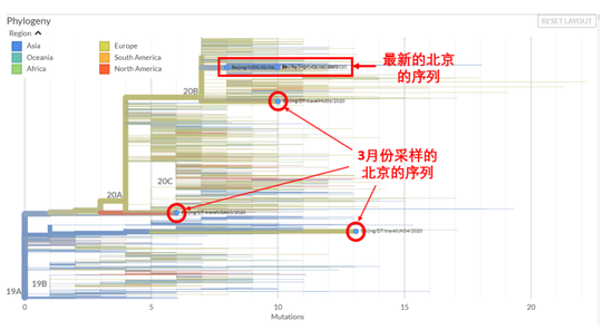 图1 全球新冠病毒家族树谱。上图以取样时间为横坐标，下图以突变的数目为横坐标。