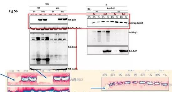 图片来源：PubPeer