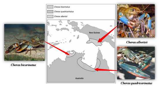 外形不同的红螯螯虾在澳大利亚大陆的分布示意图