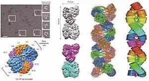 ③30纳米染色质的精细结构图。