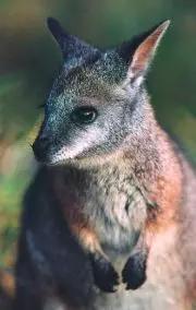 尤金袋鼠（Macropus eugenii），袋鼠一族中的小可爱