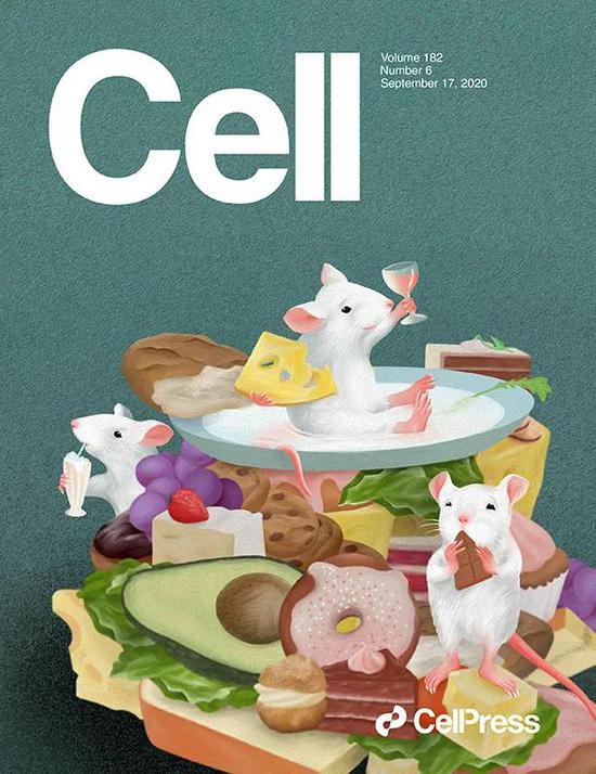一项关于好吃好喝的研究登上了《细胞》杂志的封面（图片来源：Cell；Image by Julia Kuhl）