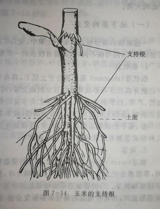 有的植物连根也想喝西北风?|气生根_新浪科技_新浪网