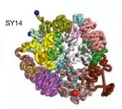 单染色体酿酒酵母3D图