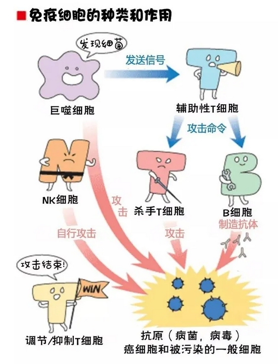 多种免疫细胞