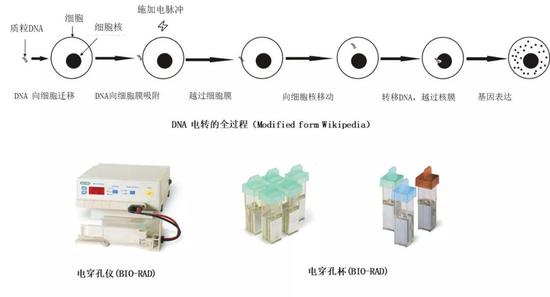 （图片来源：维基百科）