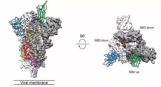 解析Science新冠病毒论文：S蛋白电镜图首次公布