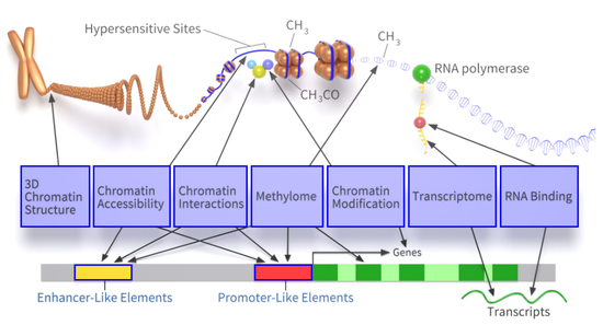 调节基因表达的多种功能性元件（图片来源：ENCODE官网）