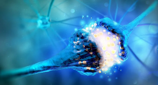　神经元通过突触释放和接收神经递质，进行交流。|biology dictionary