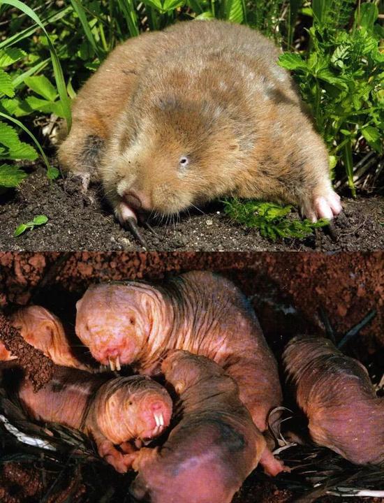 图8 地下鼠:用爪子挖掘的鼢鼠(上)用门牙挖掘的裸鼢鼠(下)