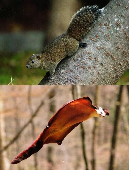 图5 森林鼠——松鼠(上) 鼯鼠(下)